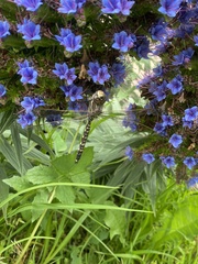 Adversaeschna brevistyla