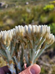 Syncarpha milleflora