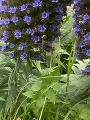 Adversaeschna brevistyla