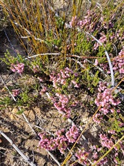 Erica umbelliflora