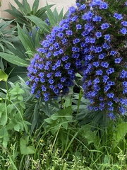 Adversaeschna brevistyla