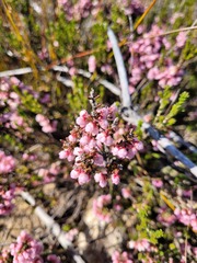 Erica umbelliflora