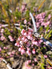 Erica umbelliflora