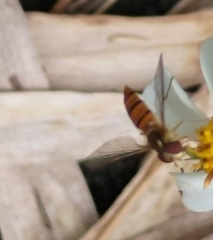 Episyrphus balteatus