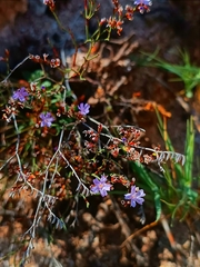 Limonium narbonense