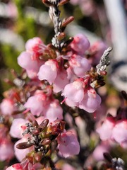 Erica umbelliflora