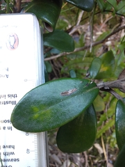 Brachyglottis bidwillii