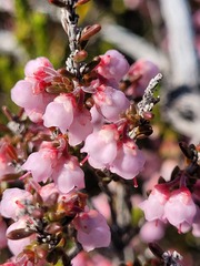 Erica umbelliflora