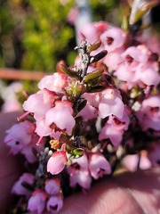 Erica umbelliflora