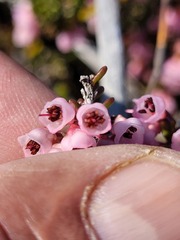 Erica umbelliflora
