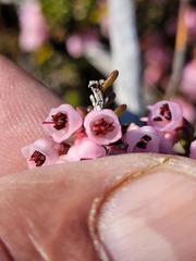 Erica umbelliflora