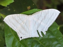 Micronia aculeata