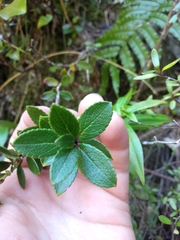 Gaultheria crassa