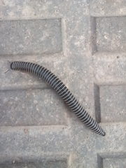 Ommatoiulus diplurus