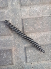 Ommatoiulus diplurus