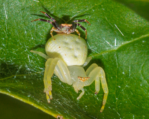 Thomisus bulani