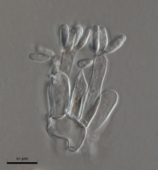 Rhizopogon