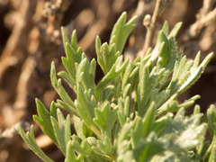Artemisia bigelovii