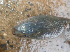 Lycodonomorphus inornatus