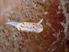 Diaphorodoris papillata