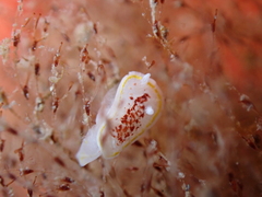 Diaphorodoris luteocincta