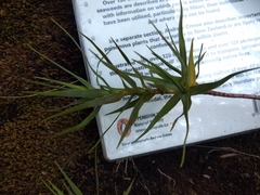 Dracophyllum