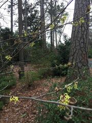 Hamamelis mollis