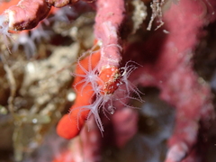 Corallium rubrum