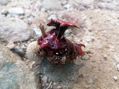 Andricus dentimitratus