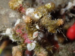 Diaphorodoris luteocincta