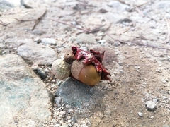 Andricus dentimitratus