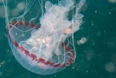 Chrysaora agulhensis