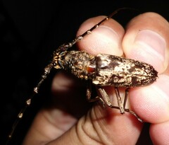 Trirachys acanthophorus