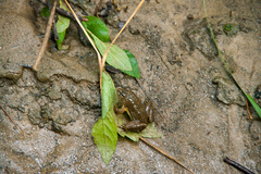 Euphlyctis cyanophlyctis