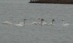 Cygnus columbianus bewickii