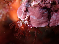 Facelinopsis marioni