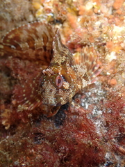 Parablennius gattorugine