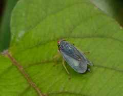 Cicadellidae