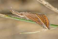 Hypena obacerralis