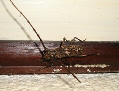 Trirachys acanthophorus