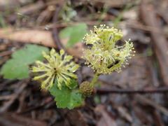 Hydrocotyle laxiflora