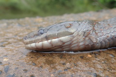 Lycodonomorphus inornatus