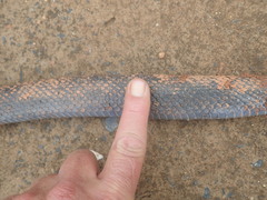 Lycodonomorphus inornatus