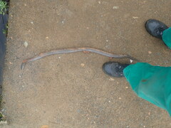 Lycodonomorphus inornatus