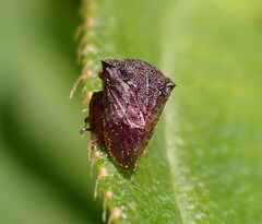 Membracidae