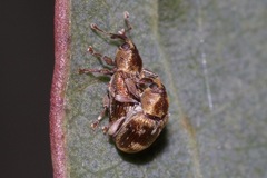 Curculioninae
