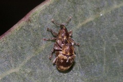 Curculioninae