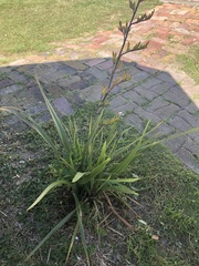 Phormium