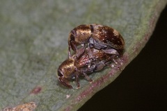 Curculioninae