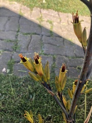 Phormium